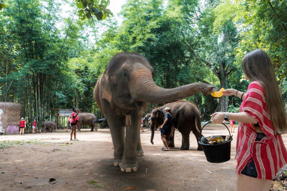 Chiang Mai: Full-Day Kerchor Elephant Eco Park Tour & Trek - Elephant bathing time: what you’re really signing up for