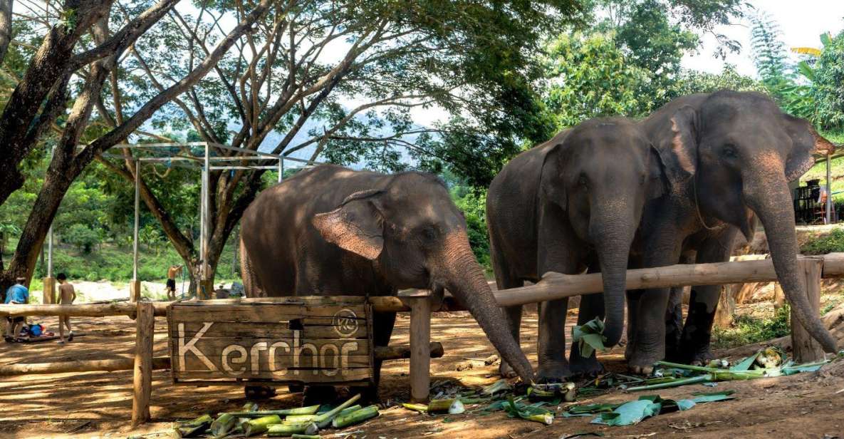 Chiang Mai: Full-Day Kerchor Elephant Eco Park Tour & Trek - The Thai lunch break: timing, comfort, and fuel for the next hike
