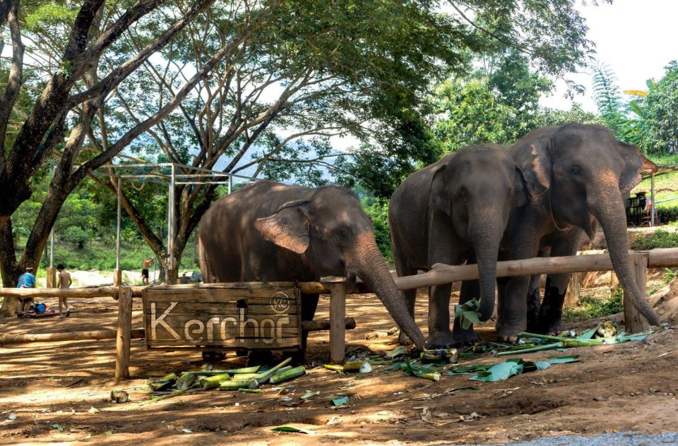 Chiang Mai: Full-Day Kerchor Elephant Eco Park Tour & Trek - The waterfall trek: steep steps, slippery rocks, and the payoff