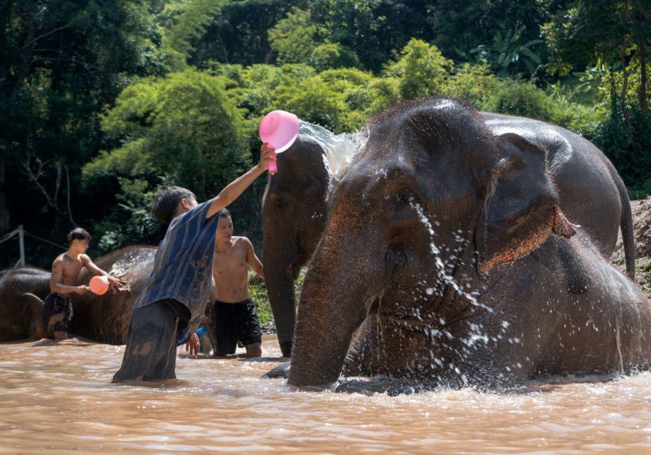 Chiang Mai: Full-Day Kerchor Elephant Eco Park Tour & Trek - Value and the $57 price: what you’re buying for a full day
