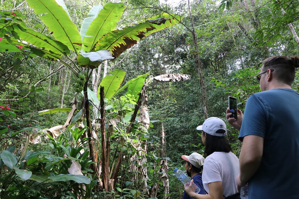 Chiang Mai: Gibbons, Trekking & Mae Kampong Small Group Tour - Key points that make this tour worth your morning