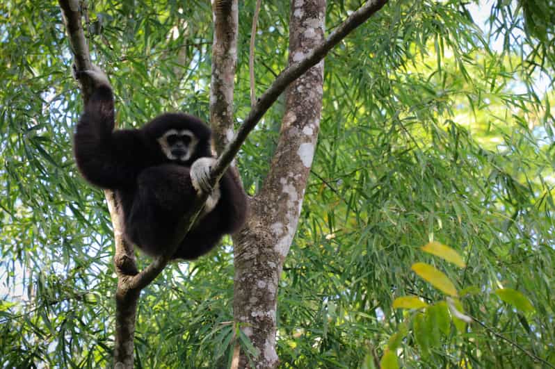 Chiang Mai: Gibbons, Trekking & Mae Kampong Small Group Tour - Mae Kampong village lanes, coffee shop views, and the waterfall reset