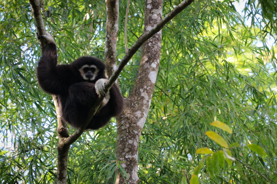 Chiang Mai: Gibbons, Trekking & Mae Kampong Small Group Tour - What it feels like on the ground (and what you should bring)