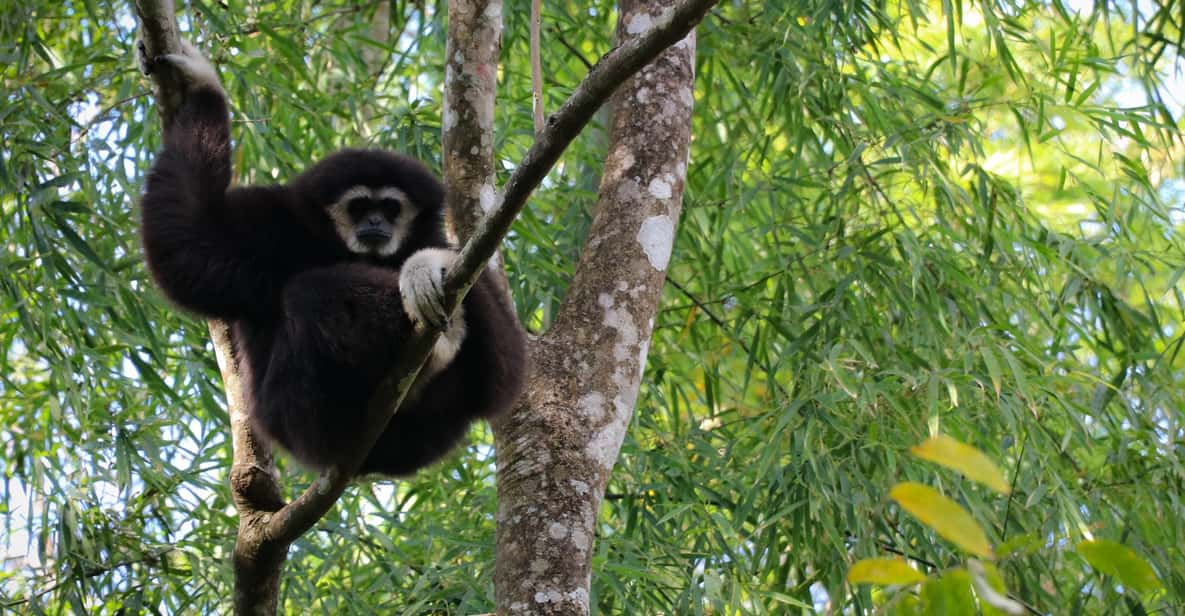 Chiang Mai: Gibbons, Trekking & Mae Kampong Small Group Tour - Who should book this Chiang Mai gibbons and Mae Kampong trek