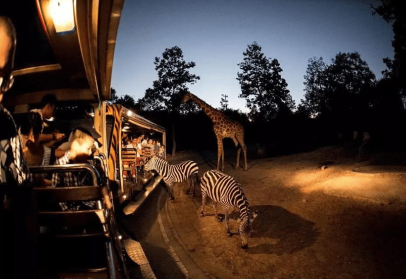 Chiang Mai: Night Safari Ticket with Transfer - Savanna Safari: herbivores that feel made for night photos