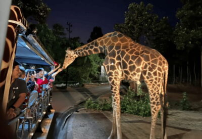 Chiang Mai: Night Safari Ticket with Transfer - Your timing choice matters: 14:00 to 18:00 pickups and what you’ll miss
