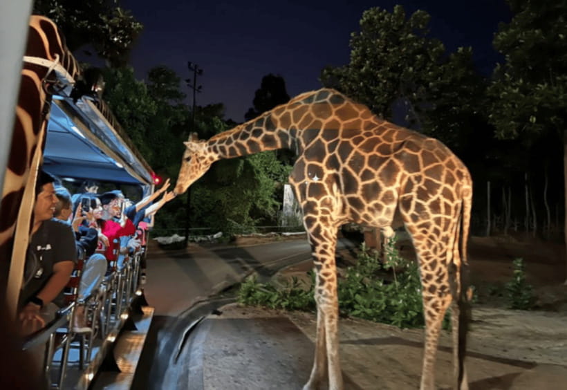 Chiang Mai: Night Safari Ticket with Transfer - Your timing choice matters: 14:00 to 18:00 pickups and what you’ll miss