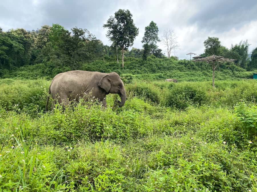 Chiang Mai: Small Group Ethical Elephant Sanctuary Tour - Chiang Mai to the sanctuary: the ride and the rhythm