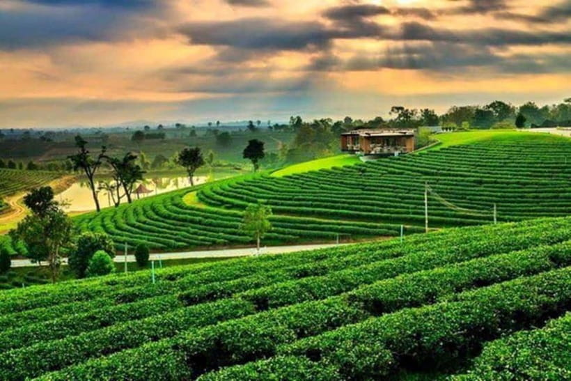 Chiang Rai: 7 Major Sites, Golden Triangle & Tea Plantation - Golden Triangle and the Opium Museum: why this region matters