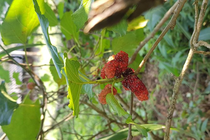 Doi inthanon National Park + 2Hour Fantastic Trekking with Lunch - Karen village and Hmong market: culture stops that aren’t just photo ops