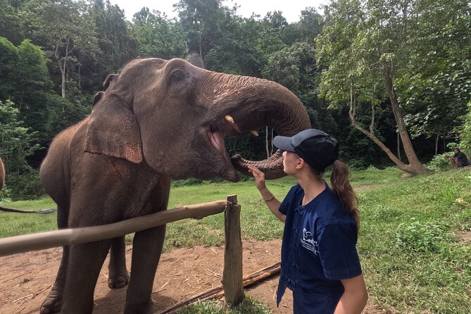 Elephant care program at CHIANGMAI ELEPHANT CARE - Key Things I’d Watch For Before You Go