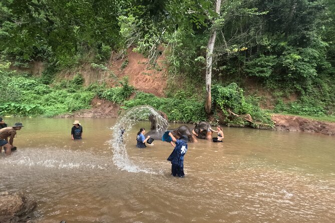 Elephant care program at CHIANGMAI ELEPHANT CARE - Ethical Elephant Care In Chiang Mai: No Riding, More Real Elephant Behavior