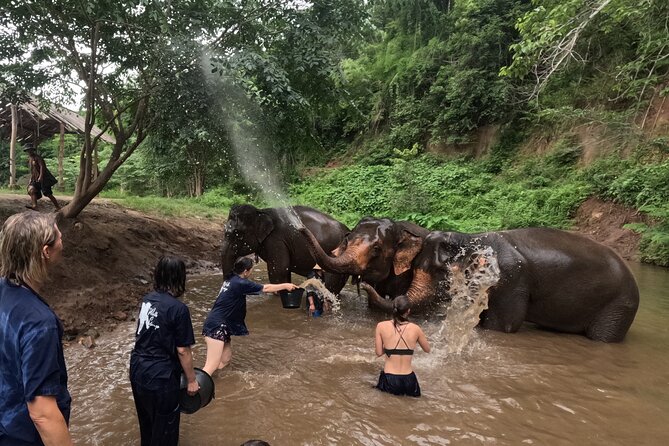 Elephant care program at CHIANGMAI ELEPHANT CARE - Price and Value: What You Get for $52 in Chiang Mai