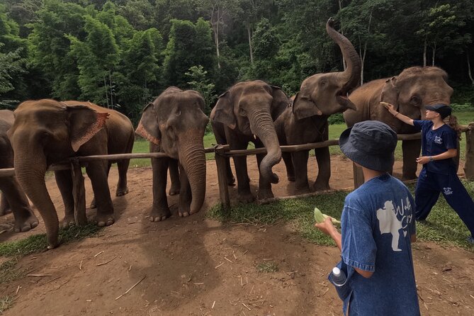 Elephant care program at CHIANGMAI ELEPHANT CARE - What to Pack: Sunscreen, Bugs, and Getting Ready for Elephant Mess