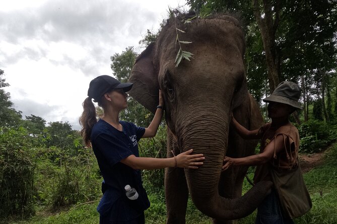 Elephant care program at CHIANGMAI ELEPHANT CARE - Who Should Book This Half-Day Elephant Care Program?