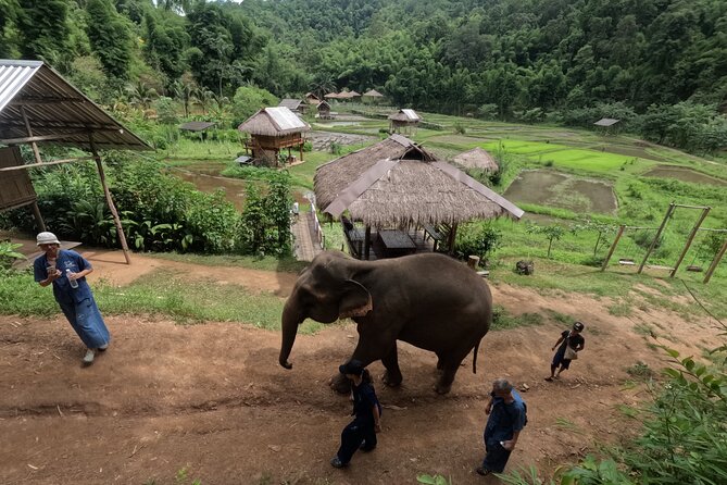 Elephant care program at CHIANGMAI ELEPHANT CARE - Hotel Pickup at 8:00 and the 1.5-Hour Countryside Drive
