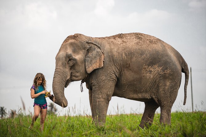 Elephant Jungle Sanctuary: Half Day Afternoon Program - Elephant Jungle Sanctuary Pattaya in 60 seconds