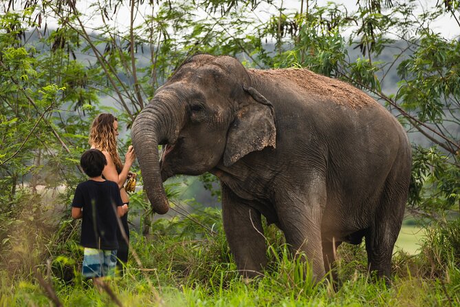 Elephant Jungle Sanctuary: Half Day Afternoon Program - Photos and attention spans: manage your expectations