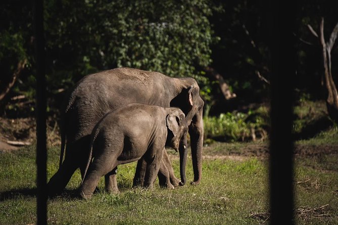 Elephant Jungle Sanctuary: Half Day Morning Program - Traditional Thai Lunch (and the Real-Life Fly Question)