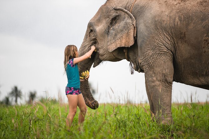 Elephant Jungle Sanctuary: Half Day Morning Program - Who This Tour Fits Best (and Who Might Skip It)