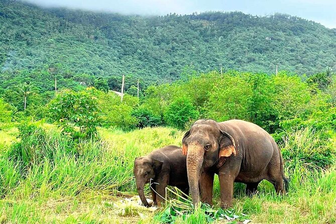 Elephant Nature Care, the largest elephant sanctuary on Koh Samui - Key highlights you’ll actually notice