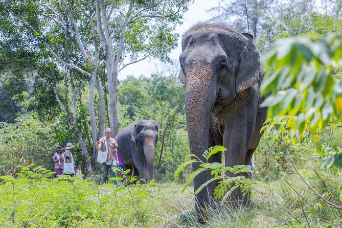 Elephant Sanctuary Small Group Tour in Phuket - The Herbal Snack Workshop: What You Help Prepare