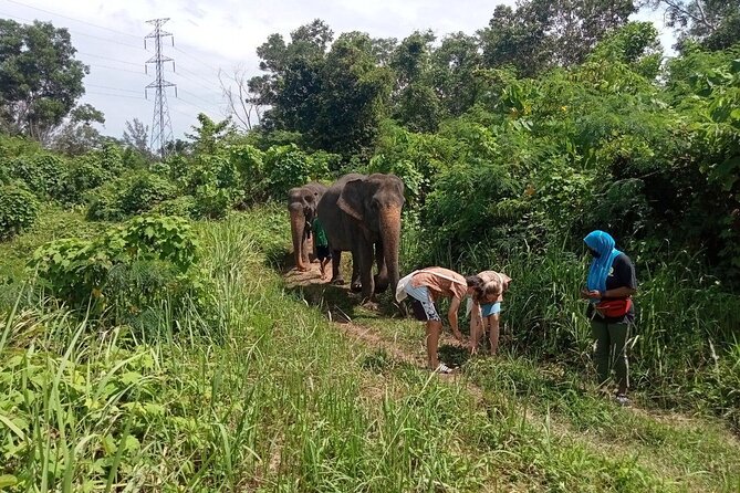 Elephant Sanctuary Small Group Tour in Phuket - Hand-Feeding Time on Their Terms