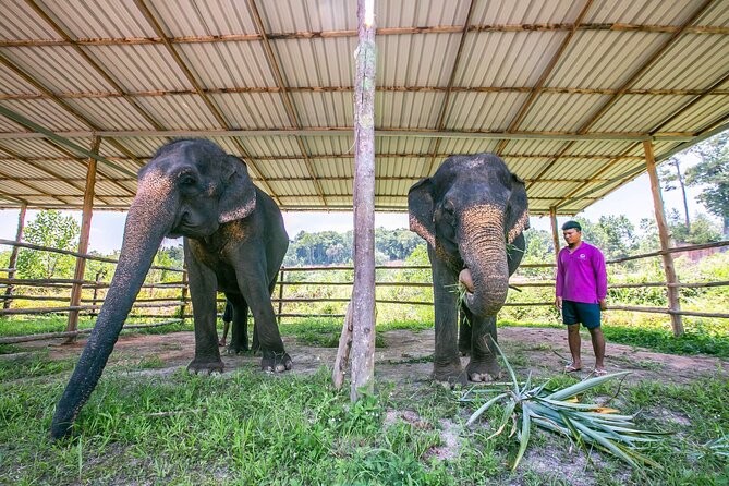 Elephant Sanctuary Small Group Tour in Phuket - Time With Elephants: The Small-Group Advantage (And Why It Works)