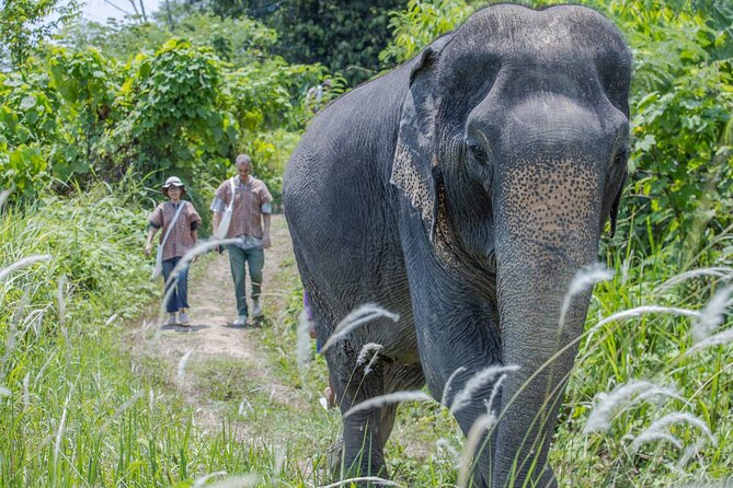 Elephant Sanctuary Small Group Tour in Phuket - Patong Hill Tribe Elephant Village: Walking Trails and Real-World Elephant Behavior