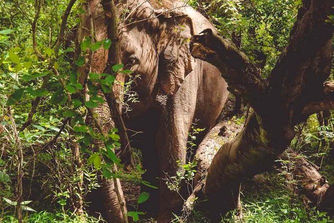 Erawan Waterfall and Elephant Care: Private Tour to Kanchanabur - Kanchanaburi elephant sanctuary: what “rescue-style” looks like in practice