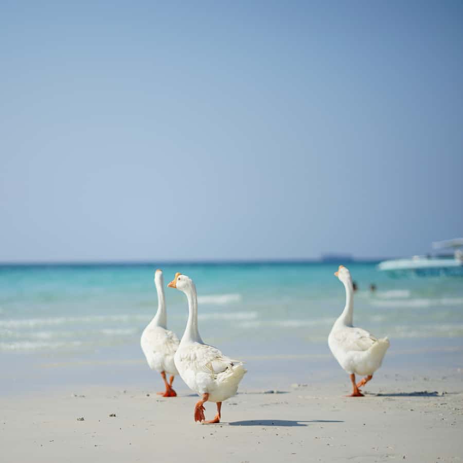 From Bangkok: Pattaya Island Trip with Drone Photos - Clear Kayak and Stand-Up Paddleboarding: Gear You’ll Actually Use