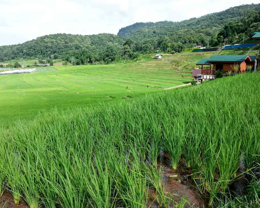 From Chiang Mai: Doi Inthanon National Park Day Trip & Hike - Key Highlights Worth Marking on Your Map