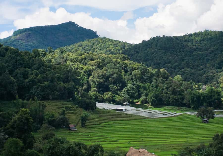 From Chiang Mai: Doi Inthanon National Park Day Trip & Hike - Angka Nature Trail: A 20-Minute Rainforest Primer