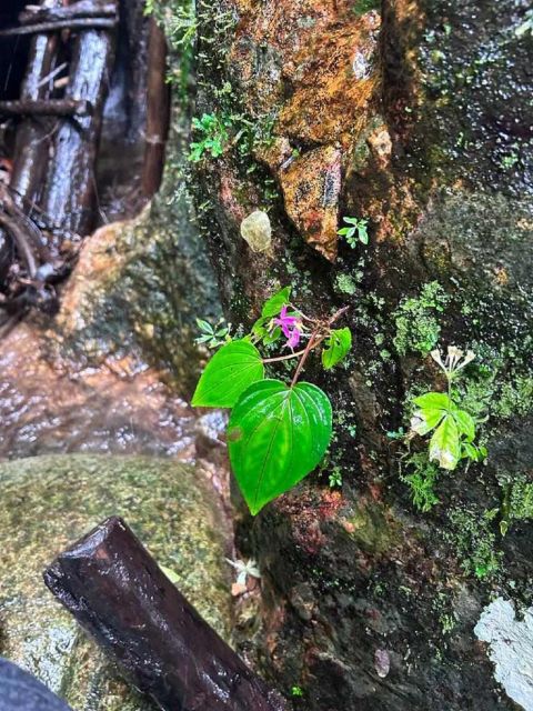 From Chiang Mai: Doi Saket Hiking Tour with Lunch - What the $57 Price Really Buys (and When It Feels Like a Great Value)