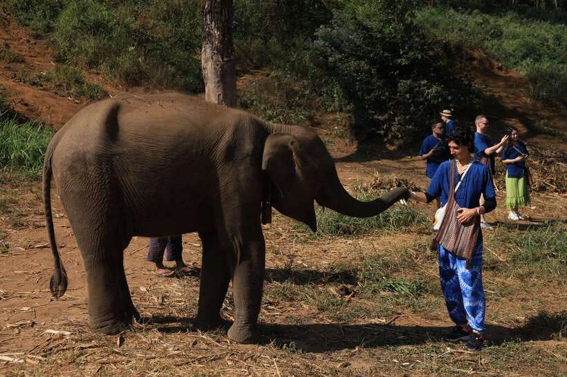 From Chiang Mai: Living Green Elephant Sanctuary Tour - The Ethical Setup: What “No Riding, No Chains” Means in Real Life