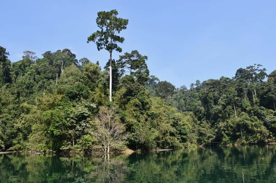 From Krabi: Cheow Lan Lake Cruise and Khao Sok Jungle Hike - The best parts you’ll remember