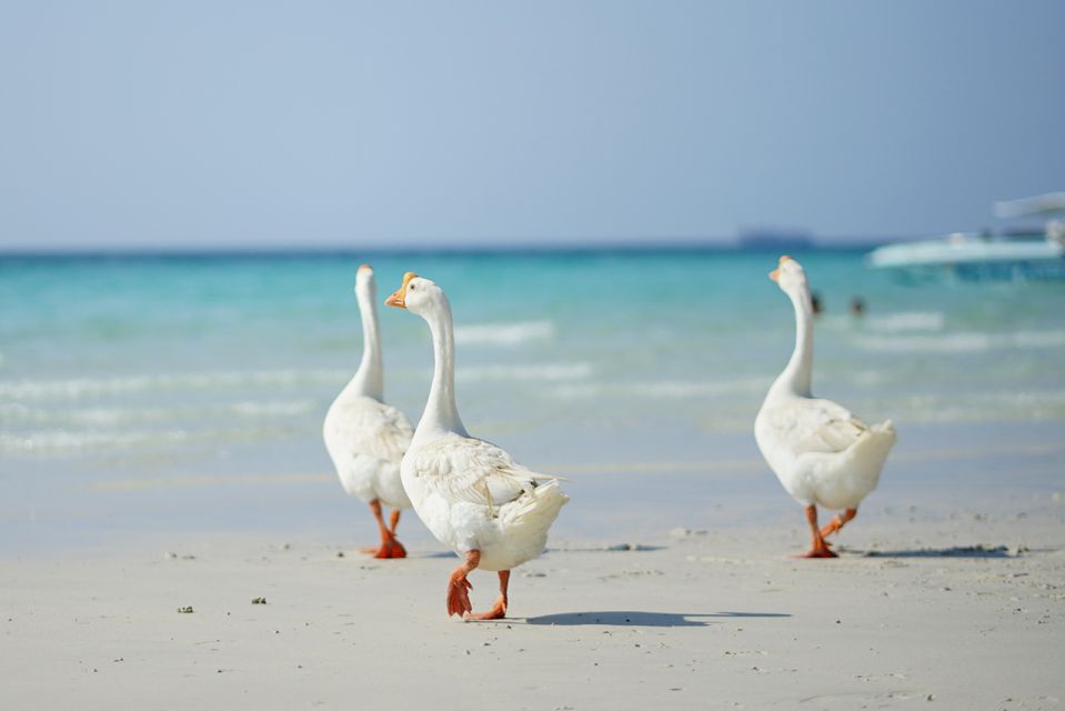 From Pattaya/Bangkok: Island Day Trip with Beach Activities - Key Points at a Glance