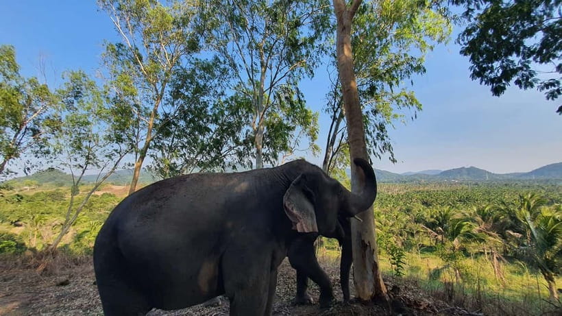 From Pattaya: Living Green Elephant Sanctuary Day Trip - Key Things You’ll Notice at Living Green Elephant Sanctuary
