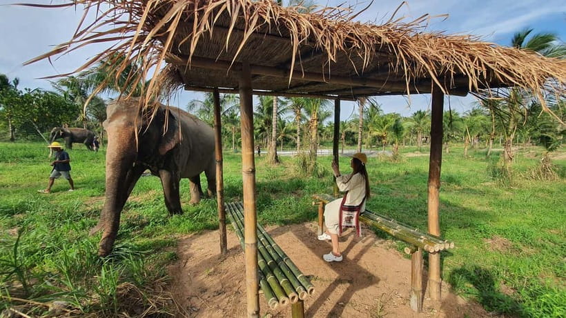 From Pattaya: Living Green Elephant Sanctuary Day Trip - A Short Ride from Pattaya to a 40-Acre Elephant Home