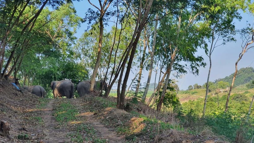 From Pattaya: Living Green Elephant Sanctuary Day Trip - Hand-Feeding and Watching Elephants Roam Freely