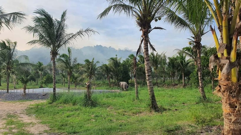 From Pattaya: Living Green Elephant Sanctuary Day Trip - A Jungle Walk on Forest Paths Plus the Elephant Bath