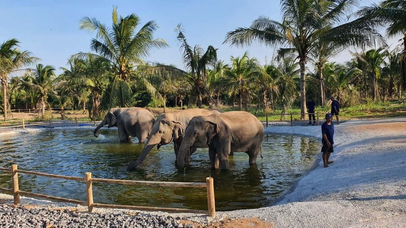 From Pattaya: Living Green Elephant Sanctuary Day Trip - Lunch in the Mountains: Pad Thai, Water, and Shade Breaks