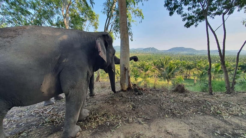 From Pattaya: Living Green Elephant Sanctuary Day Trip - Who This Is Best For (And Who Should Skip It)