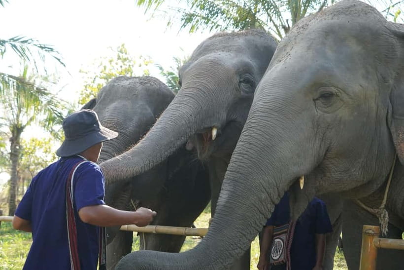 From Pattaya: Living Green Elephant Sanctuary Day Trip - Price and Value: What $57 Buys You Here