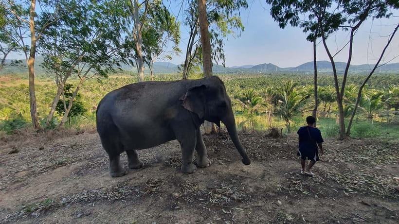 From Pattaya: Living Green Elephant Sanctuary Day Trip - Should You Book This Pattaya Elephant Day Trip?