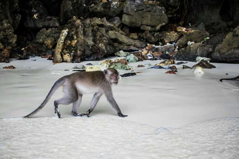 From Phi Phi: Full Day 7 Island Tour by Longtail with Sunset - The Itinerary Flow: Monkey Beach to Sunset
