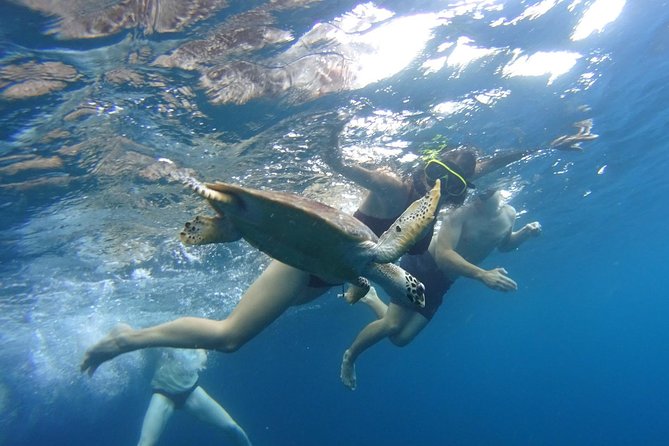 From Phi Phi: Sunrise & Beat The Crowds to Maya Bay by Speedboat - Wildlife, caves, and Maya Bay rules you should plan around