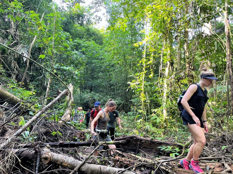 From Phuket: Guided Rainforest Hike with Lunch - Lunch after the hike: authentic Thai food, not a fancy buffet