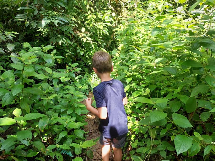 From Phuket: Guided Rainforest Hike with Lunch - Price and value for a 6-hour small-group rainforest day