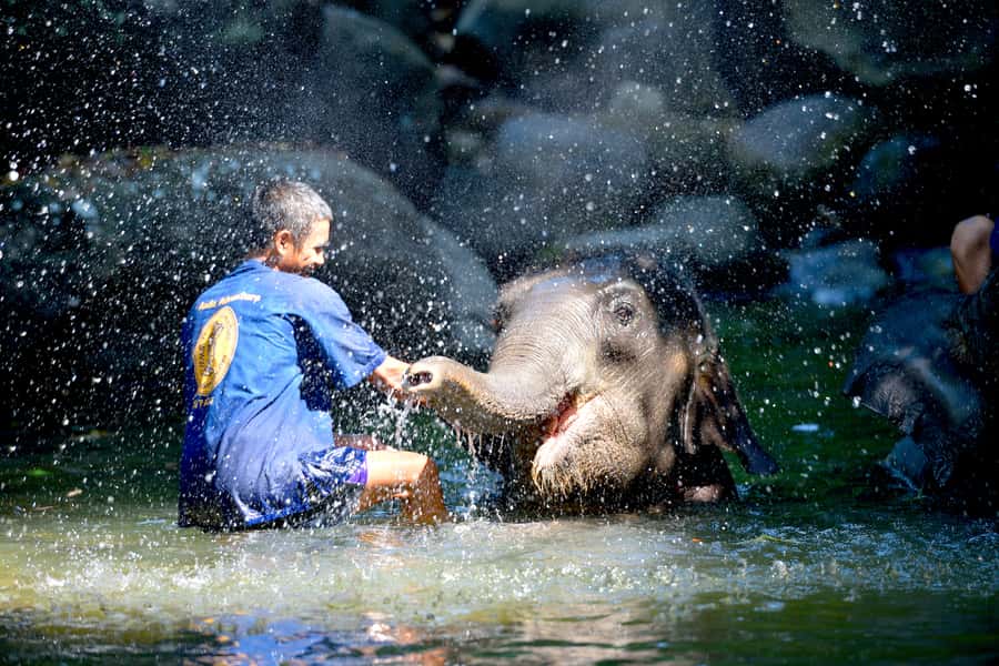 From Phuket & Khao Lak: Elephant Care with Waterfall Visit - Key points to know before you go